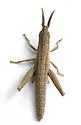 Short-winged Toothpick Grasshopper - photo 5