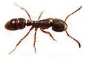 Pan-tropical Panther Ant