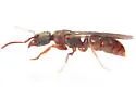 Pan-tropical Panther Ant - photo 2