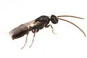 Pan-tropical Panther Ant - photo 3