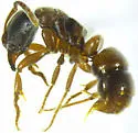 Pan-tropical Panther Ant - photo 4