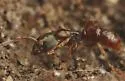 Pan-tropical Panther Ant - photo 5