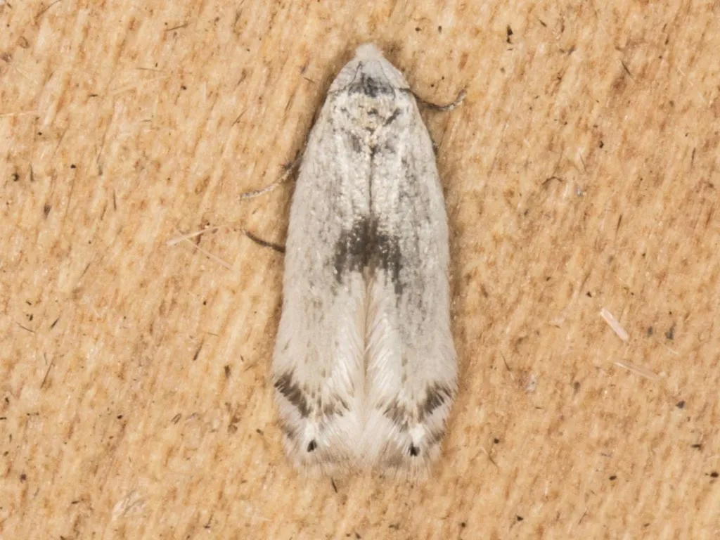 Pseudopostega albogaleriella - Hodges#0121 - photo 3