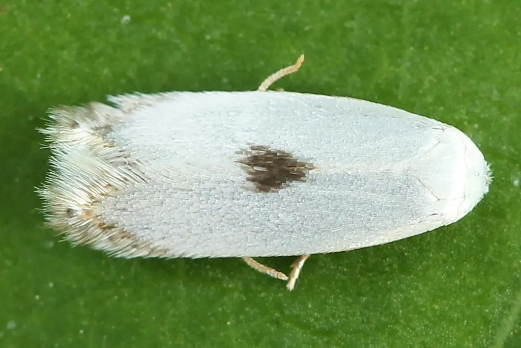 Fen Bent-wing - photo 2