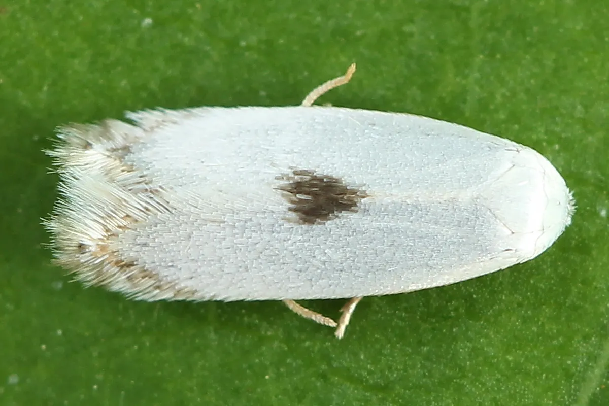 Fen Bent-wing - photo 3