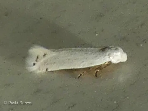 Pseudopostega chalcopepla