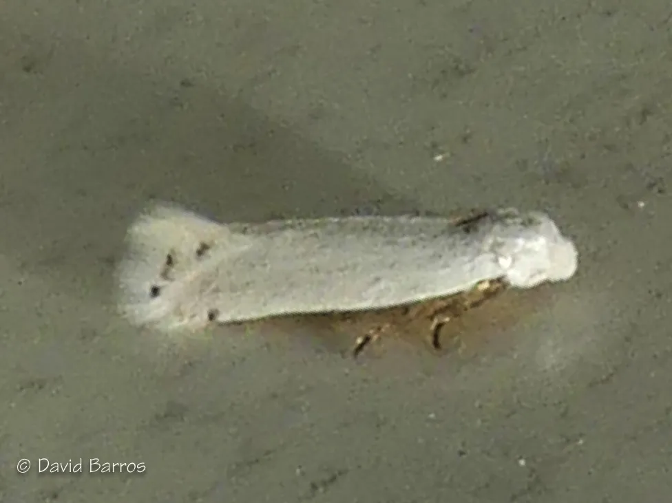 Pseudopostega chalcopepla - photo 2