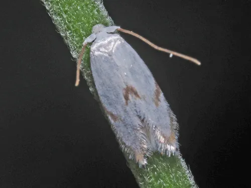 Pseudopostega crepusculella