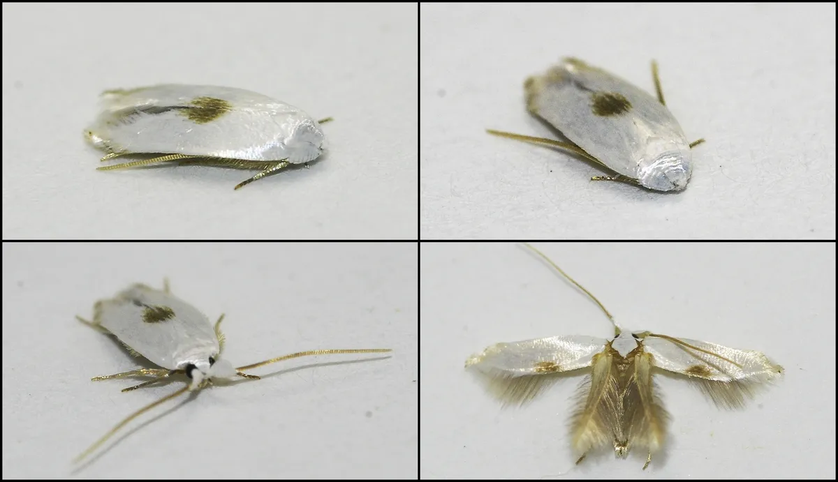 Pseudopostega cretea - Hodges#0119 - photo 2