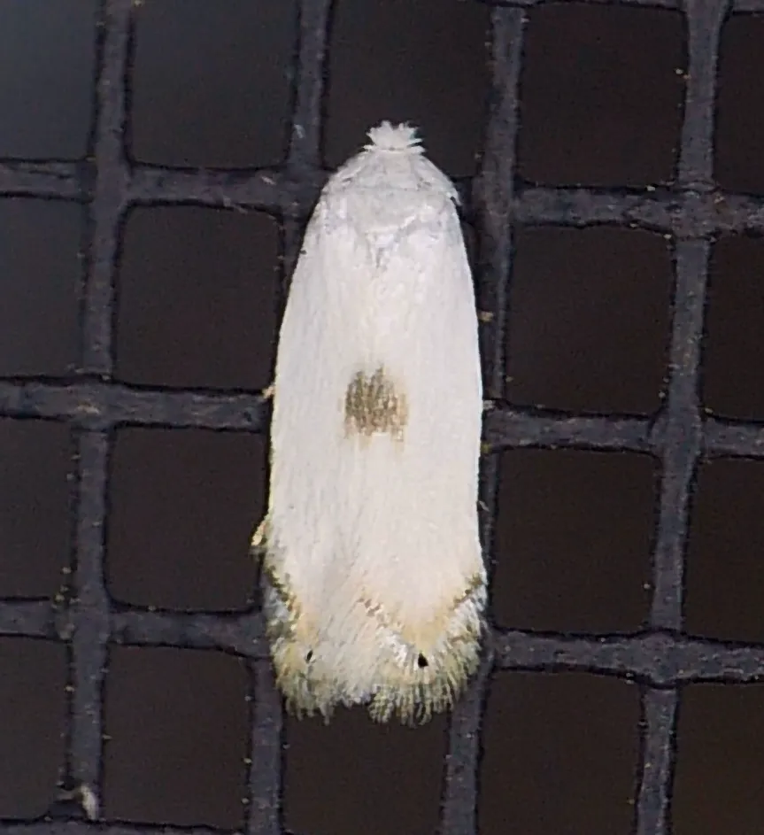 Pseudopostega quadristrigella - Hodges#0122 - photo 2
