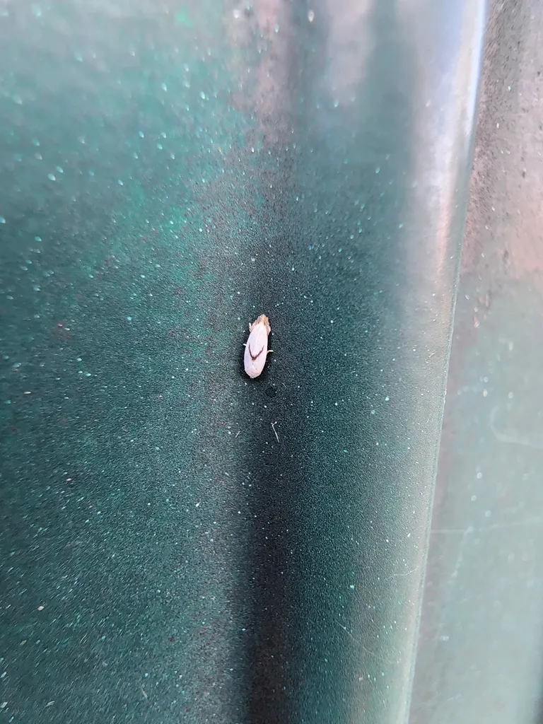 Pseudopostega saltatrix - photo 2