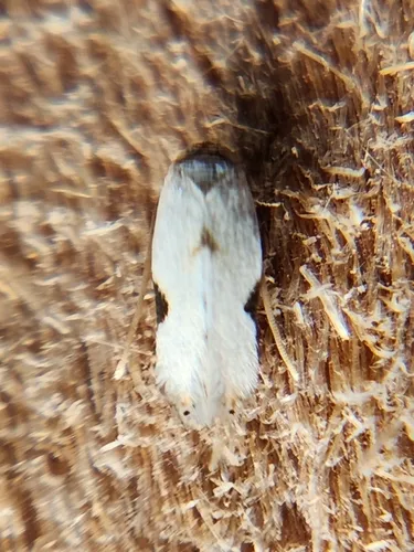 Pseudopostega texana