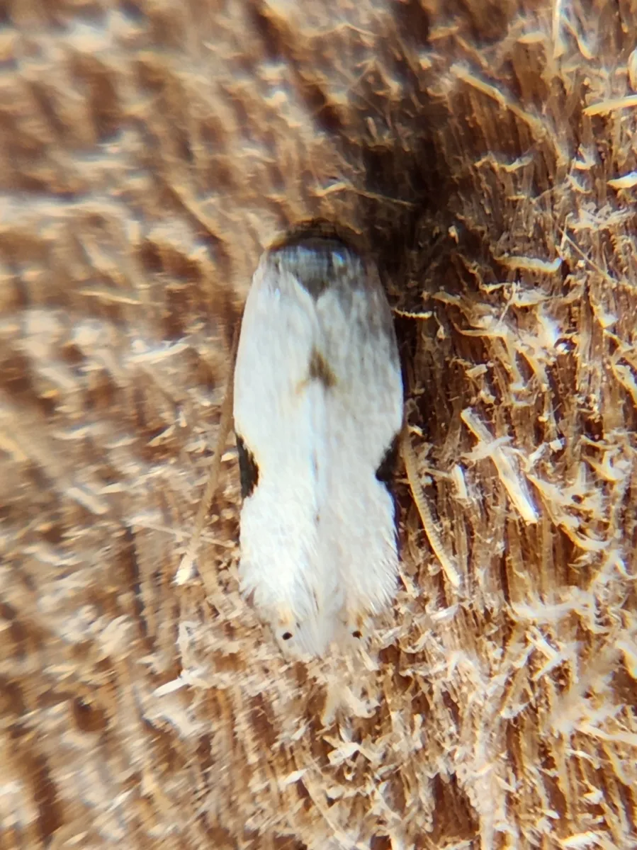 Pseudopostega texana - photo 3