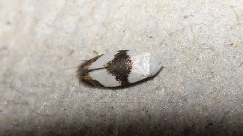 Pseudopostega zelopa