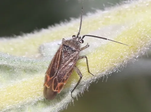 Pseudopsallus angularis
