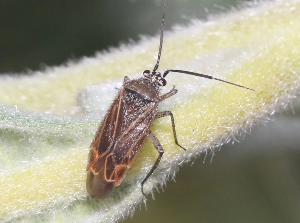 Pseudopsallus angularis - photo 2