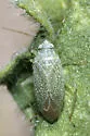 Pseudopsallus anograe