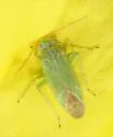 Pseudopsallus anograe - photo 2