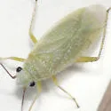 Pseudopsallus atriseta - photo 2