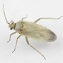 Pseudopsallus demensus