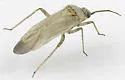 Pseudopsallus demensus - photo 2