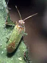 Pseudopsallus puberus