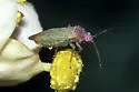 Pseudopsallus puberus - photo 2