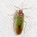 Pseudopsallus puberus - photo 3