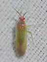 Pseudopsallus puberus - photo 5