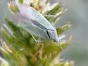 Pseudopsallus sericatus