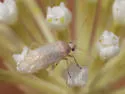 Pseudopsallus stitti - photo 2