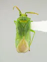 Pseudopsallus viridicans