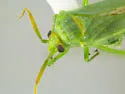 Pseudopsallus viridicans - photo 2