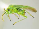 Pseudopsallus viridicans - photo 3
