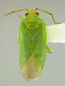 Pseudopsallus viridicans - photo 4