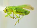 Pseudopsallus viridicans - photo 5