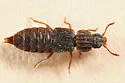 Pseudopsis subulata - Pseudopsis subulata