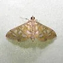 Pseudopyrausta marginalis - Hodges#4939.1 - photo 2