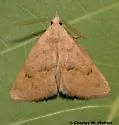 Pseudorgyia russula - Hodges#8513 - photo 2