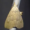 Pseudorgyia versuta - Hodges#8512