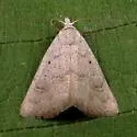 Pseudorgyia versuta - Hodges#8512 - photo 4