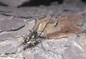 Pseudorhyssa nigricornis