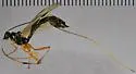 Pseudorhyssa nigricornis - photo 2