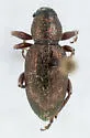 Pseudorimus orbicollis - Pseudorimus orbicollis