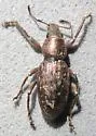Pseudorimus orbicollis - photo 2
