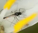 Pseudorthocladius macrostomus - photo 4