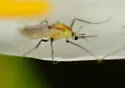 Pseudorthocladius macrostomus - photo 5
