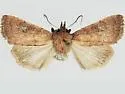 Pseudorthodes iole - Hodges#10605.1