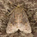 Pseudorthodes irrorata - Hodges#10582