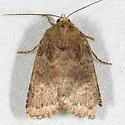 Pseudorthodes irrorata - Hodges#10582 - photo 2